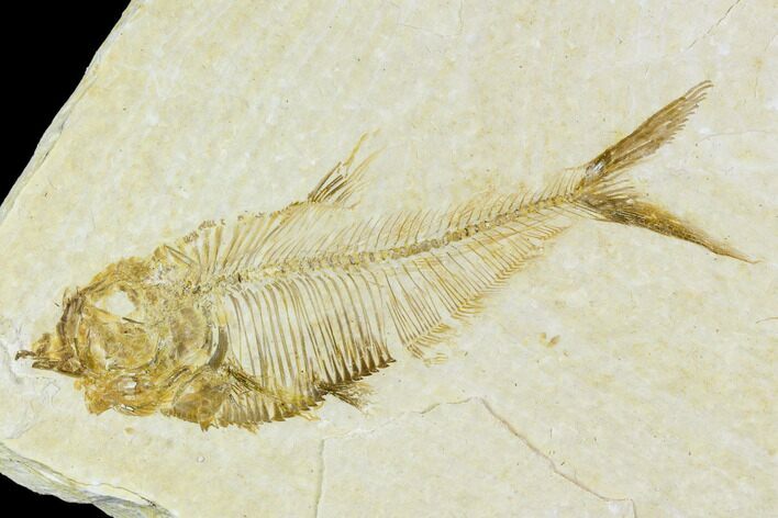 Fossil Fish (Diplomystus) - Wyoming #111260